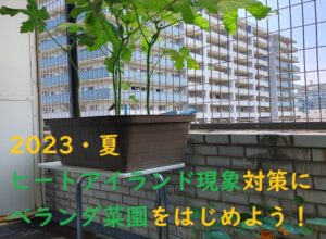 【家庭菜園】ベランダでの水耕栽培でヒートアイランド現象対策に！！