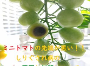 【家庭菜園】ミニトマトやピーマンのしりぐされの原因と対策について
