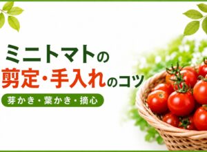 ミニトマトの剪定・手入れのコツ｜芽かき・葉かき・摘心