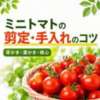 ミニトマトの剪定・手入れのコツ｜芽かき・葉かき・摘心