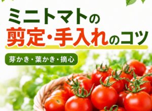 ミニトマトの剪定・手入れのコツ｜芽かき・葉かき・摘心