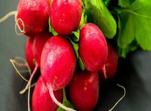 ラディッシュを家庭菜園で育てるなら水耕栽培が簡単でおすすめな理由