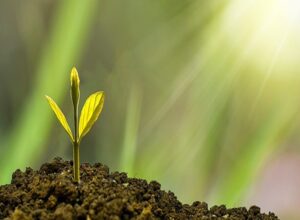 植物工場の設備選びで失敗しないために｜水耕栽培は購入先とサポート体制が重要