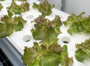 水耕栽培とは？初心者からはじめる水耕栽培！！