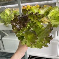 レタスの水耕栽培は簡単！種まきから収穫までの全記録（エコゲリラ店長の栽培日記）