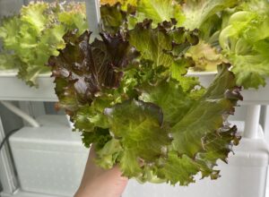 レタスの水耕栽培は簡単！種まきから収穫までの全記録（エコゲリラ店長の栽培日記）