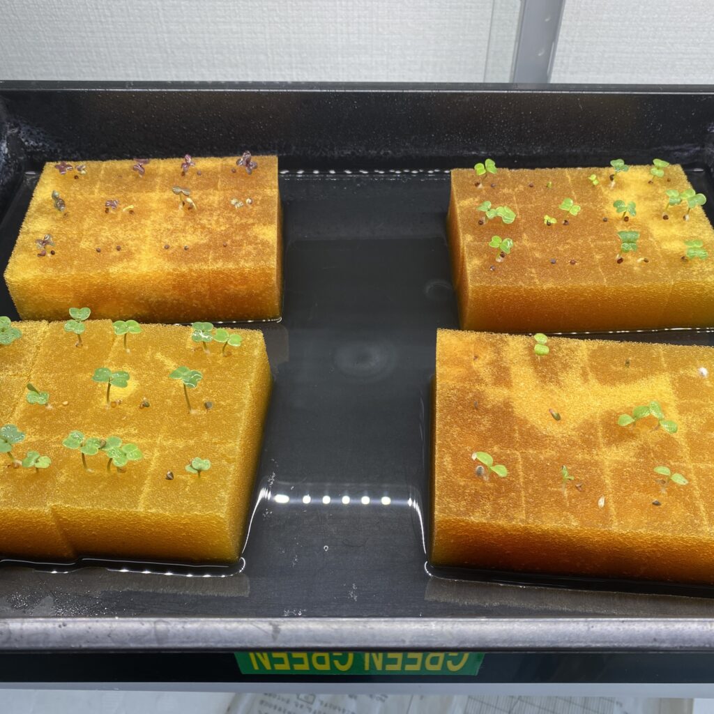 水耕栽培種まき