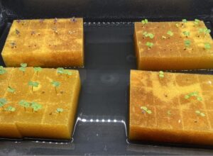 水耕栽培の寒さ対策！寒い時期にも野菜は育つ？