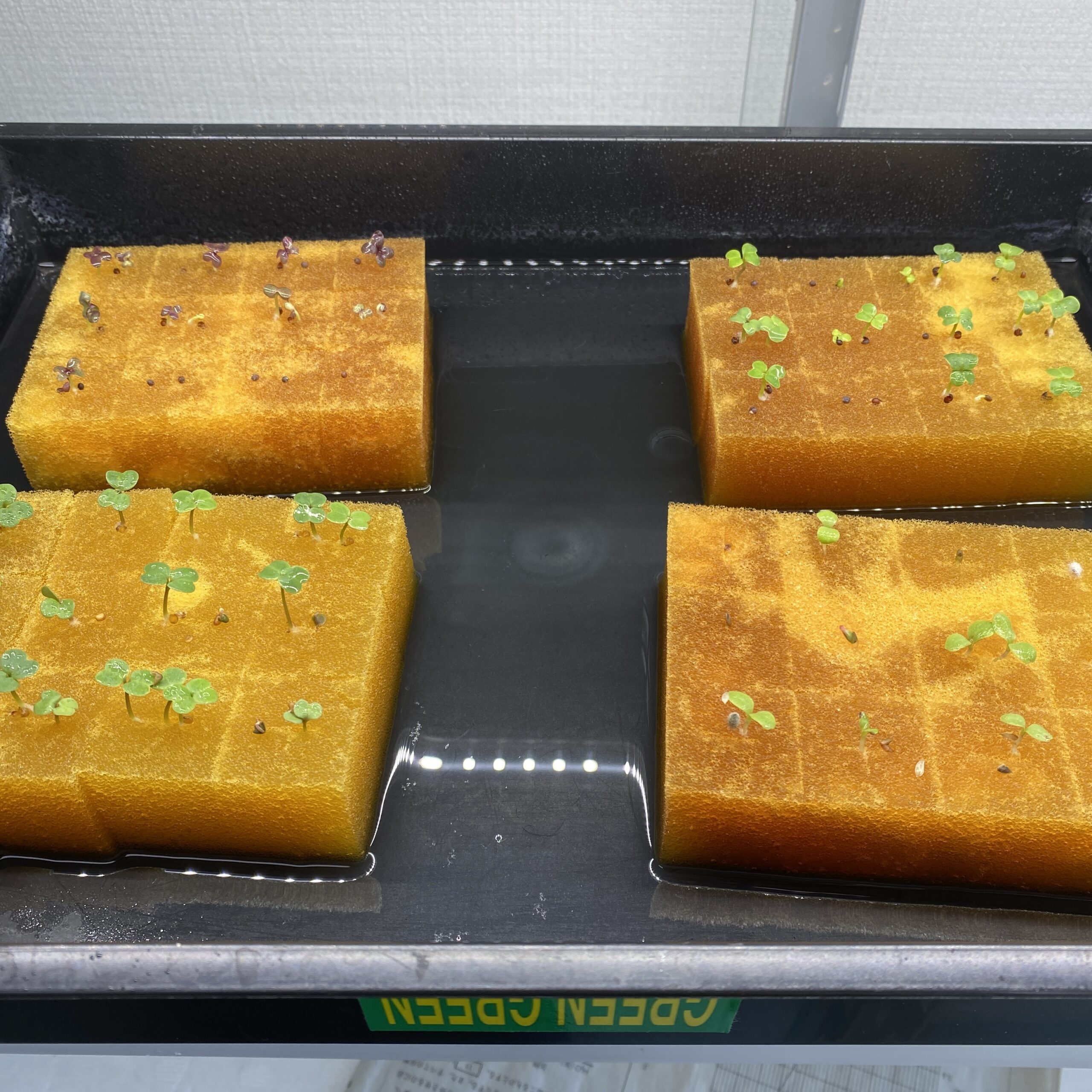 水耕栽培種まき