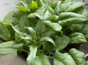 ほうれん草栽培！水耕栽培キットでベランダ菜園！（エコゲリラ店長の栽培日記）