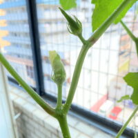 【家庭菜園】オクラの実や茎についている透明の粒は何か病気だろうか