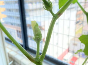 オクラに透明な粒がついたけど大丈夫？実際に育てて調べてみました