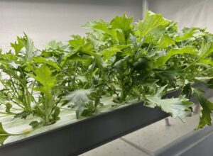 食べる直前で枯らしてしまった、水菜。（水耕栽培専門店エコゲリラ店長の独り言）