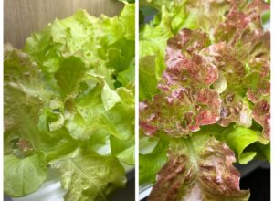 植物育成LEDライトで野菜の育ち方は変わるの？（水耕栽培専門店 店長の独り言）