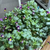 室内で満開！水耕栽培キットを使ったビオラの育て方（エコゲリラ店長の栽培日記）