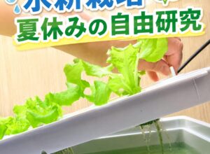 夏休みの自由研究に水耕栽培がおすすめな理由｜ベランダや室内でできる実験方法