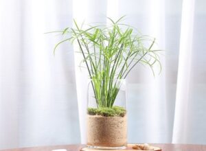 キッチンなどを活用した室内での水耕栽培のコツについて