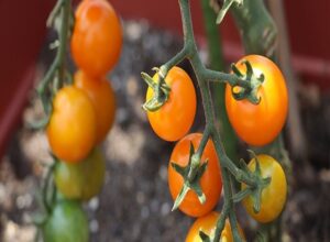 家庭菜園で元が取れる、手間がかからずたくさん収穫できる野菜について