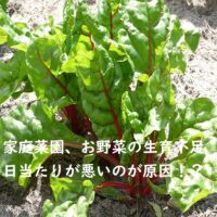 【家庭菜園】初心者は必見・日当たりが良くなくても育つ野菜の性質