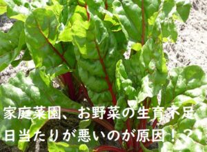 【家庭菜園】初心者は必見・日当たりが良くなくても育つ野菜の性質