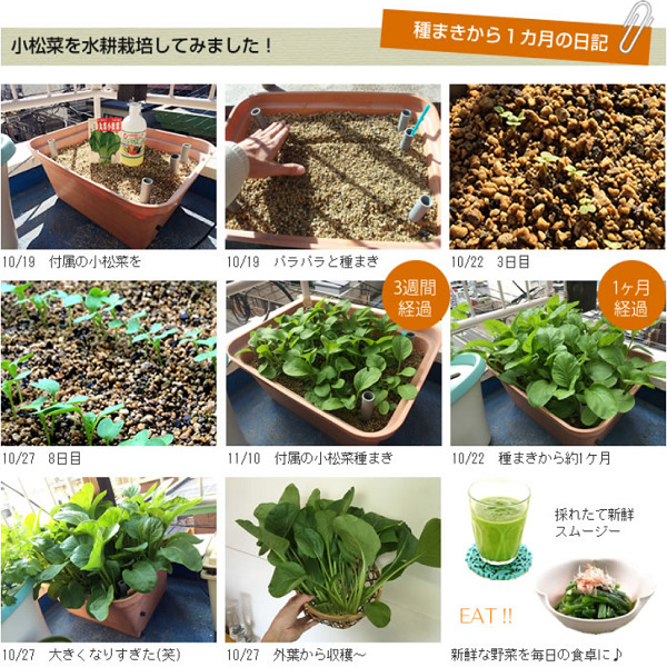 小松菜の水耕栽培