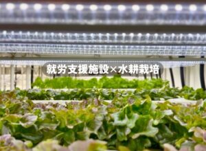 水耕栽培が就労支援に最適な理由とは？低コストで立ち上げするには？