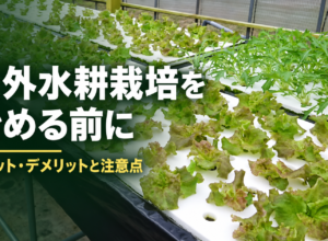 屋外（太陽光）で水耕栽培事業を始める際の注意点｜屋内栽培との比較