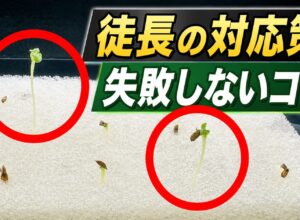 野菜の徒長が気になる方へ！原因と正しい対策法、失敗しない栽培のコツ
