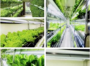 植物育成ライトの効果と選び方を分かりやすく紹介！！