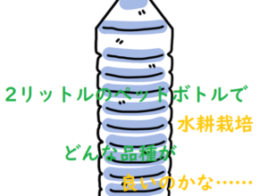 【水耕栽培】2リットルのペットボトルで栽培できる野菜を調べてみた