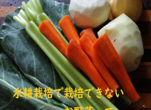 【家庭菜園】水耕栽培でかんたんに栽培ができない野菜について