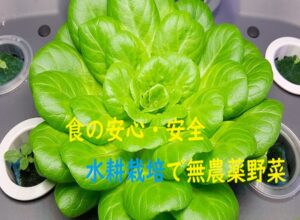 【植物工場】無農薬野菜による食の安全アピールでニーズを獲得