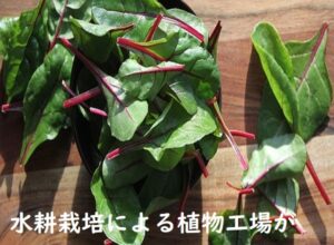 植物工場が世界中で注目される魅力と理由について