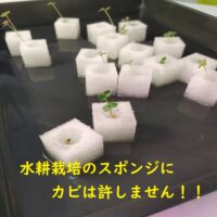 【簡単】水耕栽培のスポンジのカビ対策とおすすめのスポンジ！！対策は1つだけ！