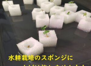 【簡単】水耕栽培のスポンジのカビ対策とおすすめのスポンジ！！対策は1つだけ！