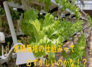 【家庭菜園】誰でも簡単に取り組める水耕栽培の仕組みについて
