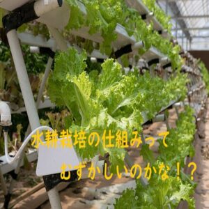 【家庭菜園】誰でも簡単に取り組める水耕栽培の仕組みについて