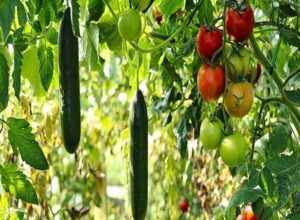 【植物工場】水耕栽培が儲からないのは初期費用のかけ過ぎが原因