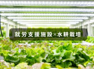 水耕栽培が就労支援に最適な理由とは？低コストで立ち上げするには？