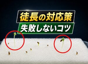 野菜の徒長が気になる方へ！原因と正しい対策法、失敗しない栽培のコツ