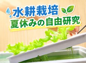 夏休みの自由研究に水耕栽培がおすすめな理由｜ベランダや室内でできる実験方法