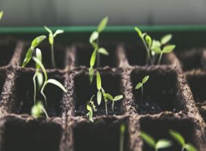 初心者が家庭菜園で8月に植える野菜を選ぶときに注意したい生育適温