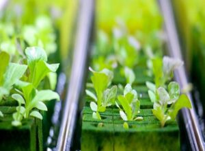 諸外国と逆行するように見える食の安全を支える水耕栽培
